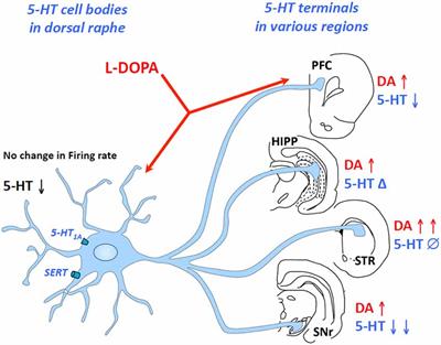 Impairment of Serotonergic Transmission by the Antiparkinsonian Drug L-DOPA: Mechanisms and Clinical Implications